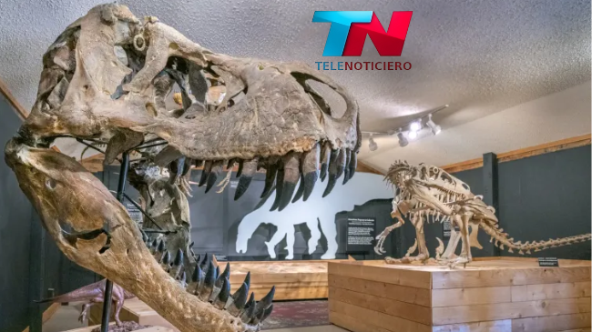 Sumérgete en la prehistoria: Descubre los mejores museos del mundo para explorar fósiles y recreaciones de dinosaurios