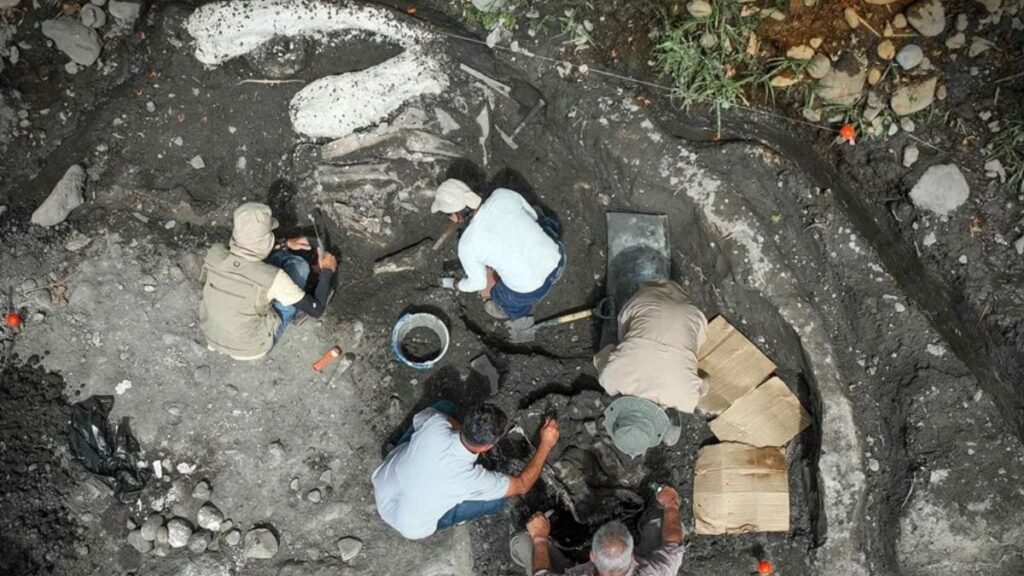 Descubren fósiles de perezoso gigante y mastodonte de hasta 40 mil años en Costa Rica