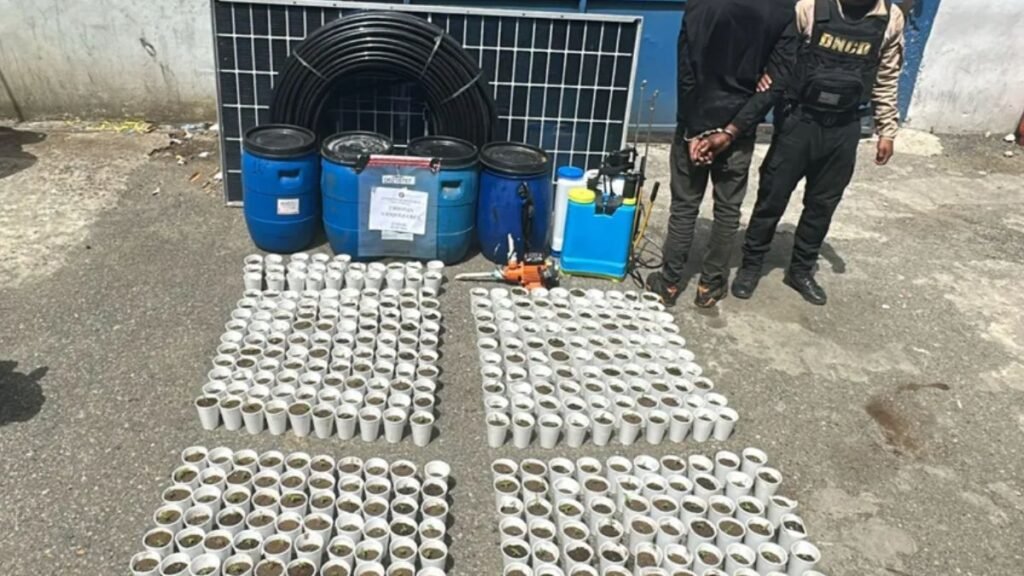Desmantelan vivero clandestino con 421 plantas de marihuana durante operativo en Pedro Brand