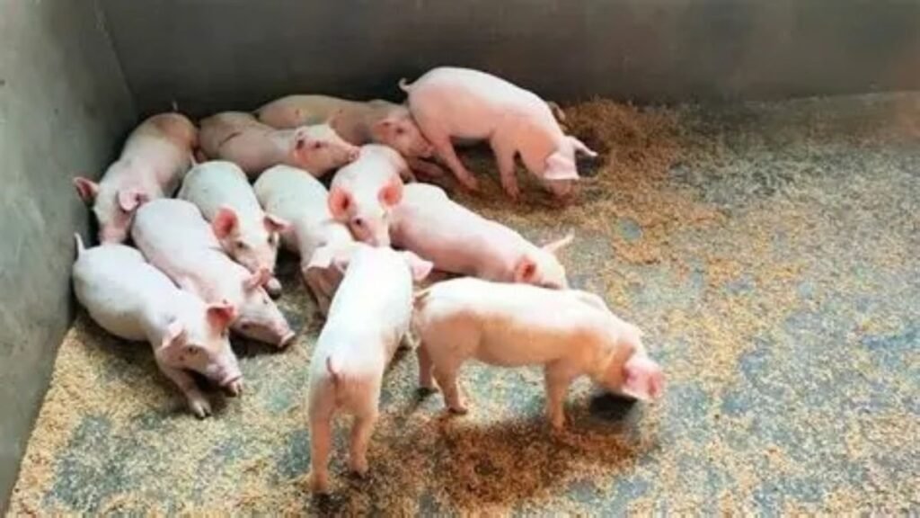 Autoridades sacrifican cientos de cerdos en Puerto Plata para contener brotes de fiebre porcina africana