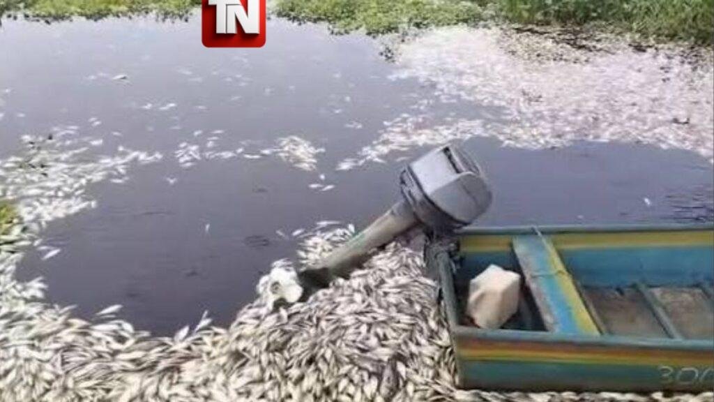 Denuncian mortandad de peces y posible derrame de combustible en bahía de Puerto Viejo, Azua